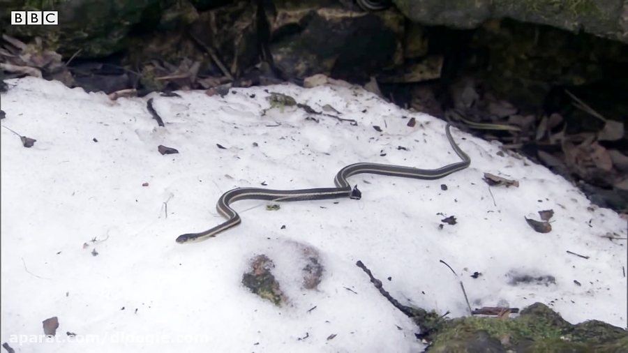 پیدا کردن جفت ماده با استفاده از بوی بدن توسط مار نر - جفتگیری مارها