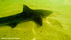 کوسه گله‌ای