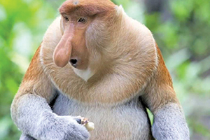 ۱۰ تا از زشت ترین جانوران جهان