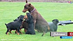 10 تا از سریع ترین سگ ها دنیا حتما ببینید