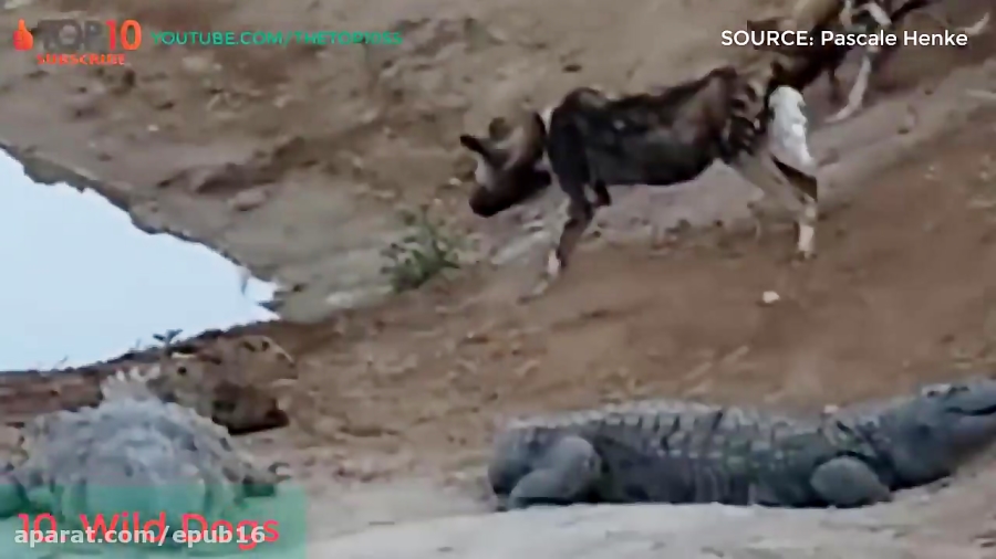 10 جانور که می توانند کروکودیل را شکار کنند