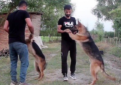 آموزش کامل فرمان نخور به سگ