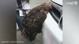 با سر رفته تو ماشین