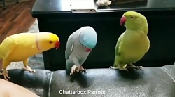 بامزه ترین و خنده دارترین طوطی ها