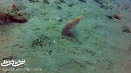 بزماهی سینابر: Parupeneus heptacanthus