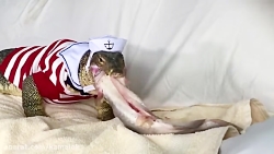 بلیعدن ماهی توسط مارمولک بزرگ