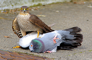 تصاویر باورنکردنی از شکار کبوتر