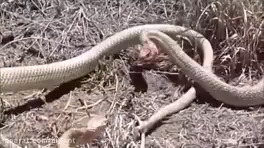 جفت گیری ,جنگ حیوانات , جفت گیری حیوانات , جفت گیری مار ,