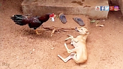 جنگ دیدنی یک خروس در مقابل دو سگ