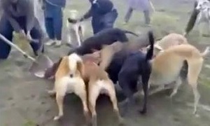 جنگ سگ های وحشی با گراز نبینی از دستت رفته