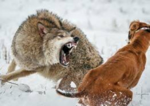 جنگ هولناک سگ و گرگ