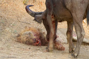 جنگ و جدال حیوانات وحشی