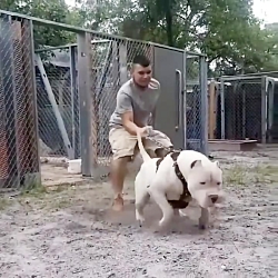 جنگ و نبرد سگ هاسکی با سگ پیتبول در خیابان !