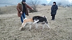 جنگ و نبرد سگ های ایرانی - رویارویی سگ ها
