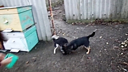 جنگ و نبرد شدید دو توله سگ