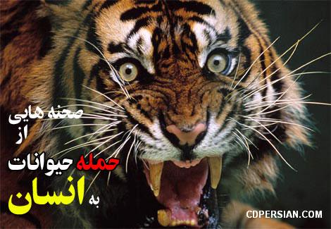 حملات مرگبار حیوانات وحشی به انسان