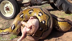 حمله اناکوندا و پیتون به بچه خوک روی تراکتور