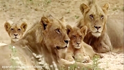 حیات وحش افریقا