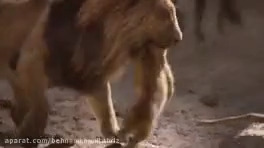 حیات وحش, شیر