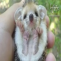 حیوانات بامزه و کوچولو و بامزه