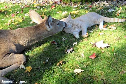 دوستی بیش از حد بچه گربه با بچه آهو