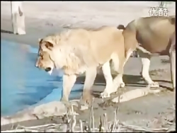 شکار تمساح توسط شیر