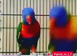 صداگذاری حیوانات