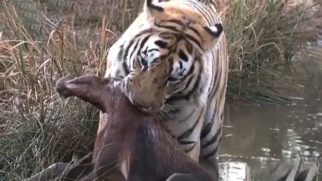 عاقبت مرگبار گلاویز شدن کل پیشانی‌ سفید با ببر + فیلم