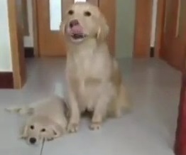 عشق مادری در سگ ها