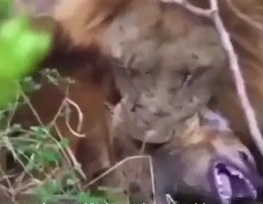 فیلم لورفته از خفه کردن کفتار توسط شیر