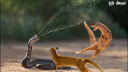 فیلم وحشتناک حیوانات پرتاب سم مار کبرا