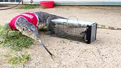 مارمولک بزرگ گرسنه و شکار سنجاب