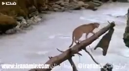 مستند حیات وحش