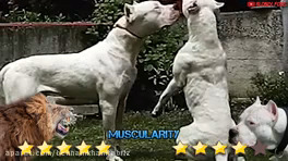 مقایسه شیر و داگو