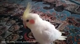 نازی عروس هلندی سفید