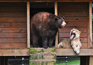 نبرد سنگین بین حیوانات وحشی ( جالب دیدنی)