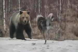 نبرد سگ هاسکی و خرس