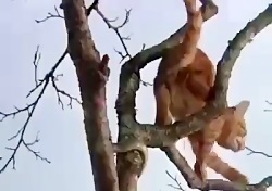 نجات گربه به وسیله سگ