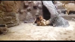 کلیپ عجیب دیدنی از شیر نری که جفت خود را در باغ وحش کشت