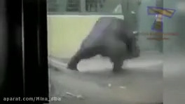 کلیپ فان و خنده دار حیوانات