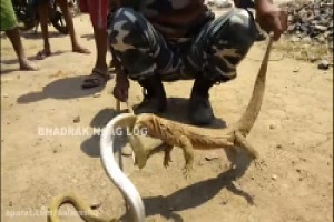 اژدهای کومودو و شاه مار کبرا درحال خوردن هم و دخالت بسیار وحشتناک مارگیر هندی HD