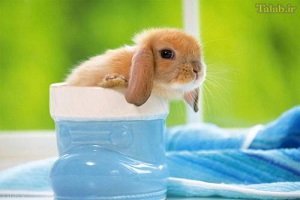 بچه حیوانات جذاب و بامزه