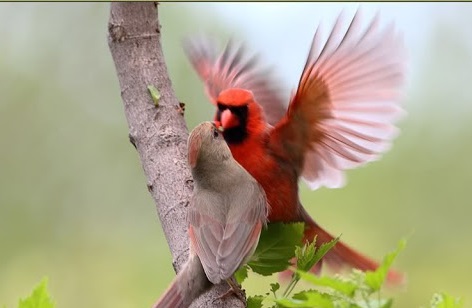 جفت گیری حیوانات