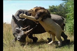 جنگ جذاب حیوانات وحشی