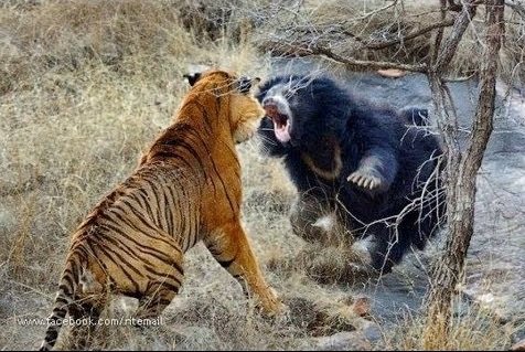 جنگ و جدال وحشیانه و حیرت انگیز حیوانات مرگبار (HD)! حیوانات وحشی مستند حیات وحش