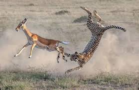 جنگ و نبرد حیوانات وحشی در حیات وحش