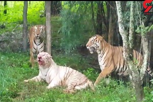 جنگ وحشیانه دریدن ببرها