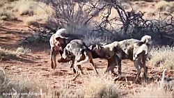 حیات وحش، بی رحمی سگ های وحش در زنده دریدن گراز