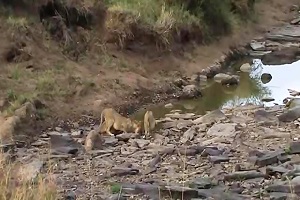 روباه عامل جنگ و حمله شیرها به حیوانات حیات وحش افریقا