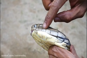 عملیات وحشیانه مارگیر برا تغییر لنز چشم مار بیچاره باپاشیدن آب وهیپنوتیزم مار HD